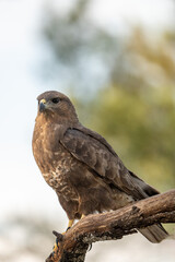Fototapeta premium Common buzzard (Buteo buteo) photographed in Spain