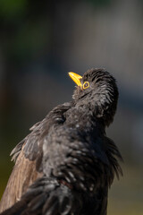 Obraz premium Common blackbird (Turdus merula) photographed in Spain