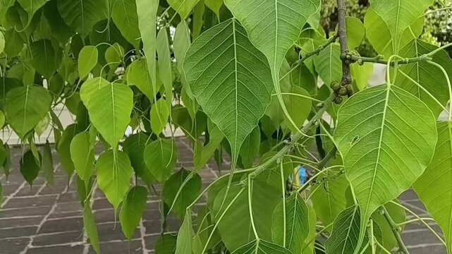 Fresh Young Leaves Of A Sacred Bodhi Tree Swaying Peacefully In The Gentle Wind At A Buddhist Temple