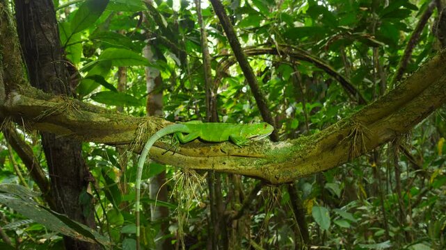 Juvenile Green Iguana (Iguana iguana). In its natural habitat, a liana in lowland tropical rainforest near Puerto Quito in western Ecuador