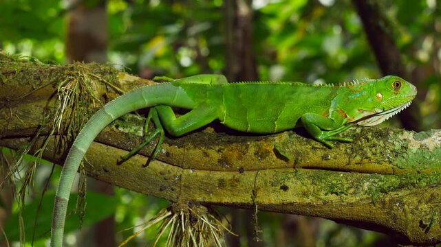 Juvenile Green Iguana (Iguana iguana). In its natural habitat, a liana in lowland tropical rainforest near Puerto Quito in western Ecuador