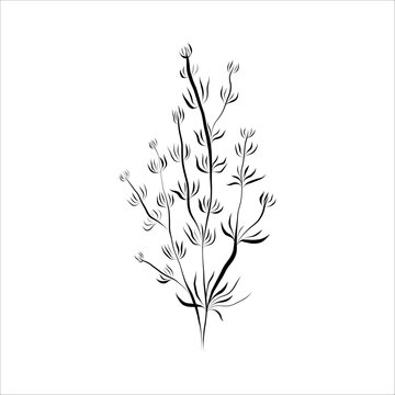 Contour drawing of plants, algae of river, sea. Minimalistic vector illustration