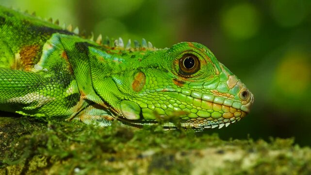 Juvenile Green Iguana (Iguana iguana). In its natural habitat, a liana in lowland tropical rainforest near Puerto Quito in western Ecuador