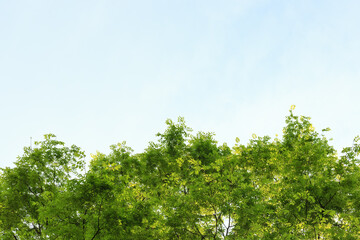 Fototapeta premium Green Tree Canopy Under Blue Sky with Natural Background and Fresh Foliage