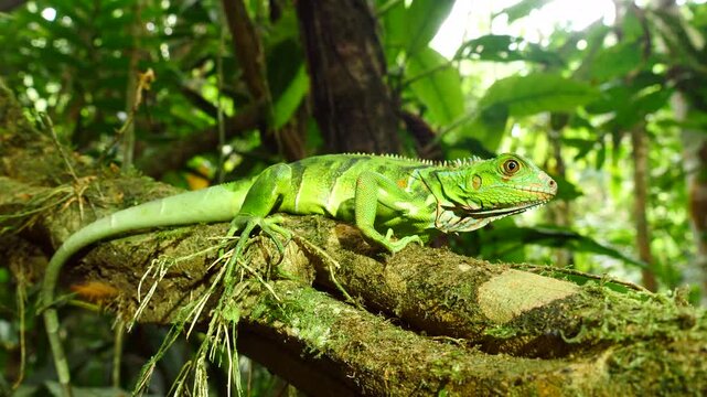Juvenile Green Iguana (Iguana iguana). In its natural habitat, a liana in lowland tropical rainforest near Puerto Quito in western Ecuador