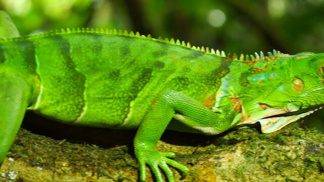 Juvenile Green Iguana (Iguana iguana). In its natural habitat, a liana in lowland tropical rainforest near Puerto Quito in western Ecuador