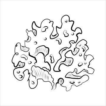 Contour drawing of plants, algae of river, sea. Minimalistic vector illustration
