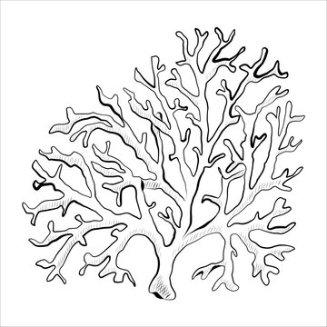 Contour drawing of plants, algae of river, sea. Minimalistic vector illustration