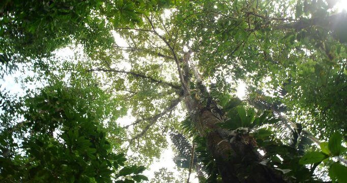 Looking up to the crown of a large rainforest tree. Near Puerto Quito in western Ecuador, rotating