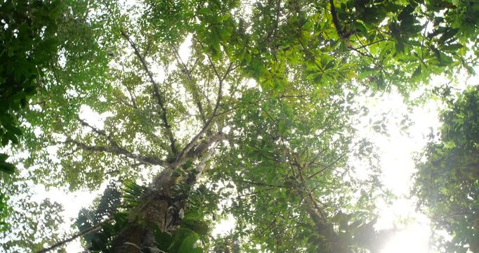Looking up to the crown of a large rainforest tree. Near Puerto Quito in western Ecuador, rotating