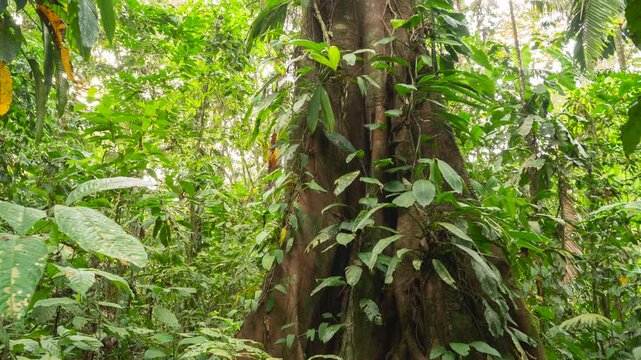 Timelapse tilt down a rainforest tree hung with lianas.In pristine lowland rainforest near Puerto Quito in western Ecuador, part of the biodiverse but threatened Choco Biogeographical Region.