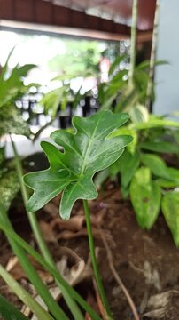 Philodendron selloum displays large split leaves and lush tropical foliage, creating a striking ornamental plant appearance.