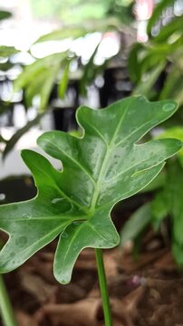 Philodendron selloum displays large split leaves and lush tropical foliage, creating a striking ornamental plant appearance.