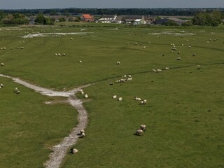 Fototapeta premium A flock of sheep resting in a wide green prairie under soft morning light. A peaceful countryside scene with fresh grass, open space, and a natural rural atmosphere.