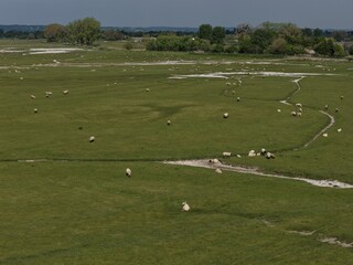 Fototapeta premium A flock of sheep resting in a wide green prairie under soft morning light. A peaceful countryside scene with fresh grass, open space, and a natural rural atmosphere.