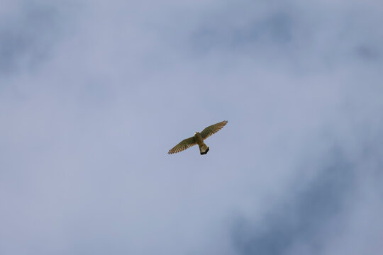 anmutig schwebender Turmfalke