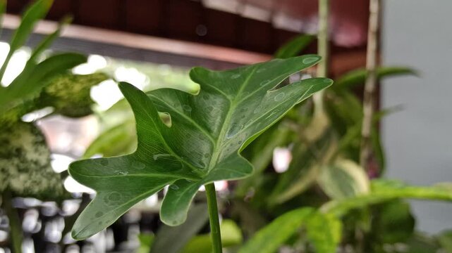 Philodendron selloum displays large split leaves and lush tropical foliage, creating a striking ornamental plant appearance.