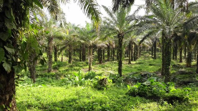 Aerial view of an Oil Palm (Elaeis oliefera)  plantation in western Ecuador. Vast areas of the humid tropics worldwide have been deforested to make way for oil palm plantations