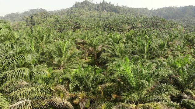 Aerial view of an Oil Palm (Elaeis oliefera)  plantation in western Ecuador. Vast areas of the humid tropics worldwide have been deforested to make way for oil palm plantations