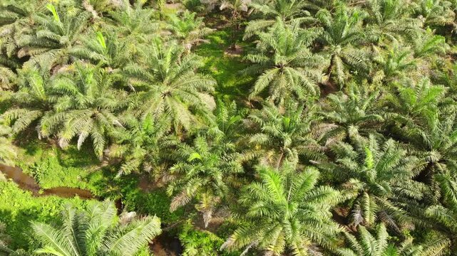 Aerial view of an Oil Palm (Elaeis oliefera)  plantation in western Ecuador. Vast areas of the humid tropics worldwide have been deforested to make way for oil palm plantations