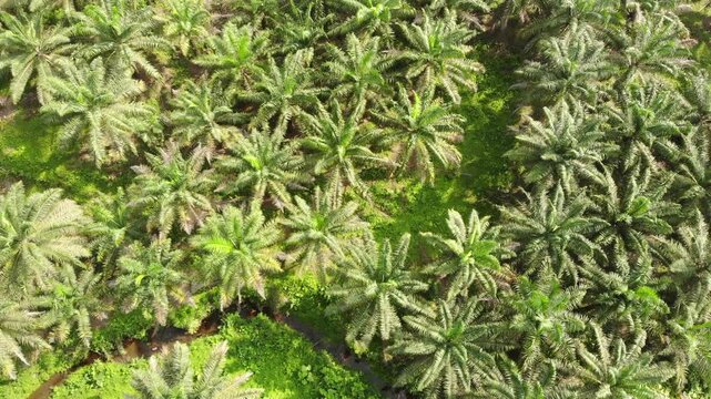 Aerial view of an Oil Palm (Elaeis oliefera)  plantation in western Ecuador. Vast areas of the humid tropics worldwide have been deforested to make way for oil palm plantations