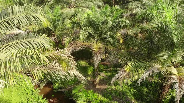 Aerial view of an Oil Palm (Elaeis oliefera)  plantation in western Ecuador. Vast areas of the humid tropics worldwide have been deforested to make way for oil palm plantations