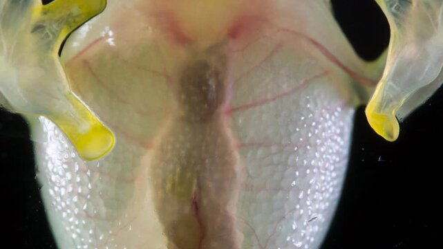 Underside of Glass Frog (Hyalinobatrachium tatayoi) These small frogs are transparent and the internal organs, beating heart, liver and intestines are visible. From lowland rainforest in W Ecuador