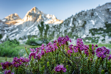 Fototapeta premium Mountain Heather Bloom in front of the High Sierras