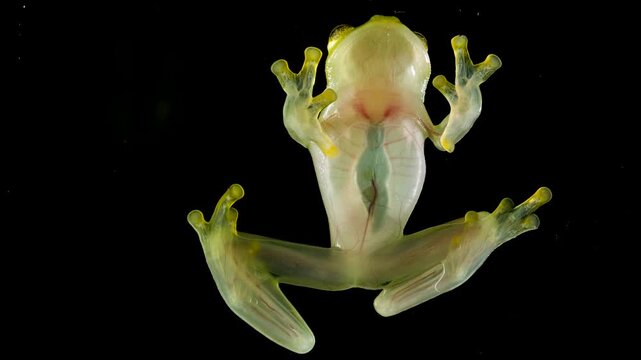 Underside of Glass Frog (Hyalinobatrachium tatayoi) These small frogs are transparent and the internal organs, beating heart, liver and intestines are visible. From lowland rainforest in W Ecuador