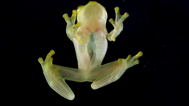 Underside of Glass Frog (Hyalinobatrachium tatayoi) These small frogs are transparent and the internal organs, beating heart, liver and intestines are visible. From lowland rainforest in W Ecuador
