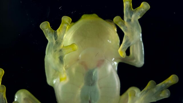 Underside of Glass Frog (Hyalinobatrachium tatayoi) These small frogs are transparent and the internal organs, beating heart, liver and intestines are visible. From lowland rainforest in W Ecuador