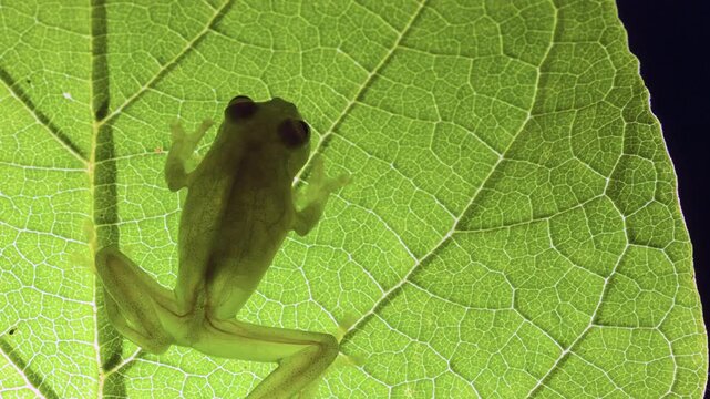 Glass Frog (Hyalinobatrachium tatayoi) on a leaf, backlit. These small frogs are transparent and the internal organs, heart, bones and blood vessels  are visible, western Ecuador.