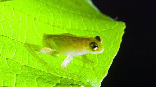 Glass Frog (Hyalinobatrachium tatayoi) on a leaf, backlit. These small frogs are transparent and the internal organs, heart, bones and blood vessels  are visible, western Ecuador.
