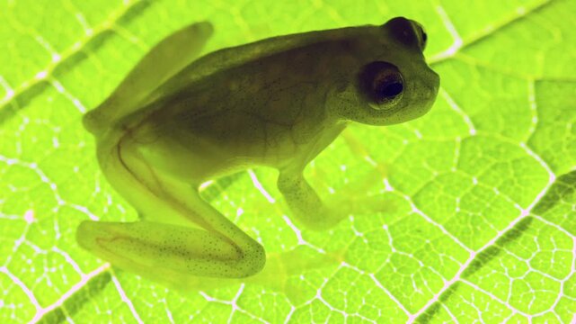 Glass Frog (Hyalinobatrachium tatayoi) on a leaf, backlit. These small frogs are transparent and the internal organs, heart, bones and blood vessels  are visible, western Ecuador.