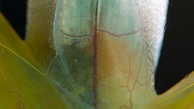 White-spotted Cochran Frog (Sachatamia albomaculata). Underside viewed through glass. This species of glass frog is semi transparent and the beating heart and blood vessels are visible. Ecuador
