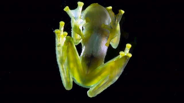 White-spotted Cochran Frog (Sachatamia albomaculata). Underside viewed through glass. This species of glass frog is semi transparent and the beating heart and blood vessels are visible. Ecuador