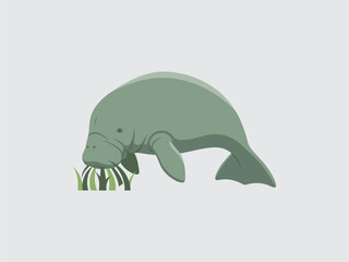 Manatee swimming with seaweed in mouth. © Arip