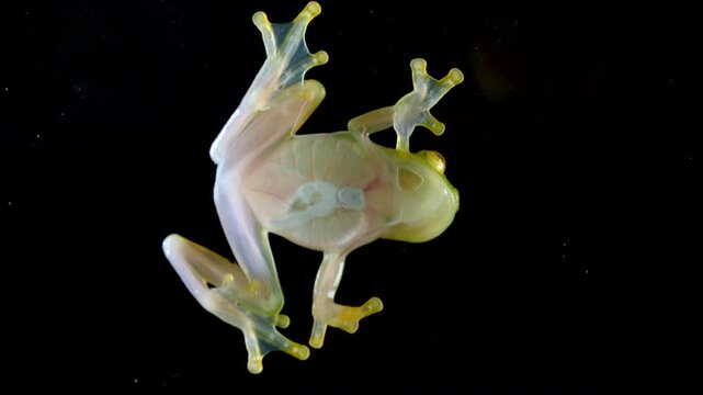 White-spotted Cochran Frog (Sachatamia albomaculata). Underside viewed through glass. This species of glass frog is semi transparent and the beating heart and blood vessels are visible. Ecuador