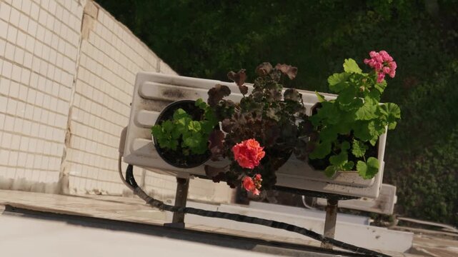 Blooming potted geranium plants sit on an outdoor air conditioning unit attached to a white tiled wall. High angle shot captures the concept of creative urban apartment gardening.
