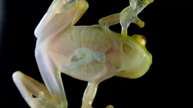 White-spotted Cochran Frog (Sachatamia albomaculata). Underside viewed through glass. This species of glass frog is semi transparent and the beating heart and blood vessels are visible. Ecuador
