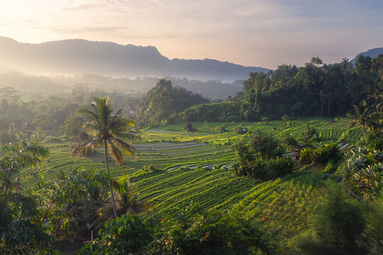 Aerial view of the lush Sidemen rice terraces surrounded by palm trees and misty mountains during a soft morning sunrise in Sidemen, Bali, Indonesia.
