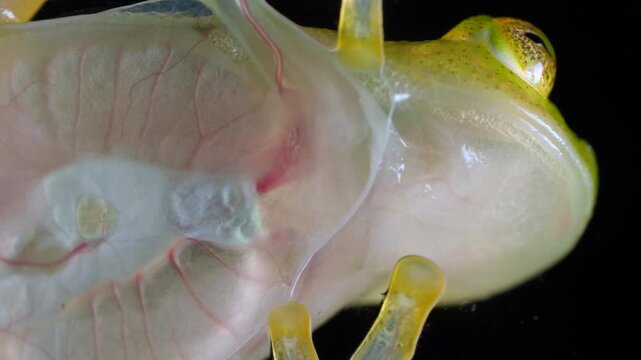 White-spotted Cochran Frog (Sachatamia albomaculata). Underside viewed through glass. This species of glass frog is semi transparent and the beating heart and blood vessels are visible. Ecuador