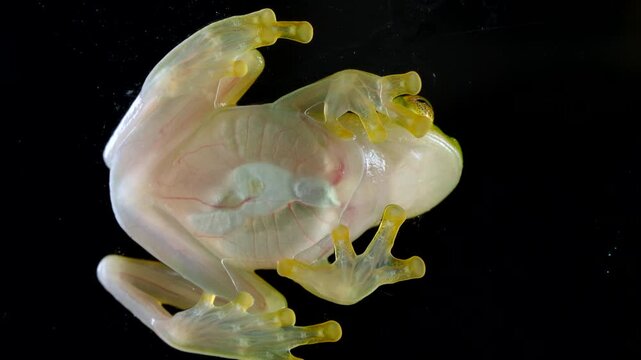 White-spotted Cochran Frog (Sachatamia albomaculata). Underside viewed through glass. This species of glass frog is semi transparent and the beating heart and blood vessels are visible. Ecuador