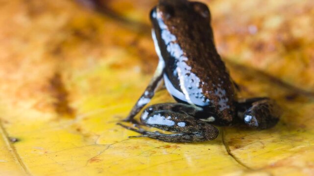 Marbled poison-arrow frog (Epipedobates boulengeri). From lowland rainforest near Puerto Quito in western Ecuador.