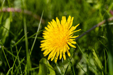 Yellow dandelion flower blooming amidst fresh green grass on the meadow. Close-up, macro © Viktoriia Paniot