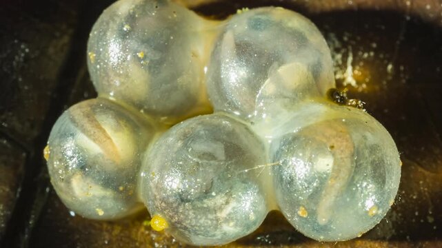 Developing eggs of  the Hotel Zaracay Salamander (Bolitoglossa chica). In the rainforest leaf litter near Puerto Quito in western Ecuador