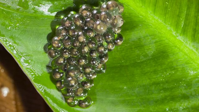 Developing eggs of the White-spotted Cochran Frog (Sachatamia albomaculata).on a leaf overhanging a shallow river. The tadpoles will fall into the water when they hatch. In lowland rainforest near Pue