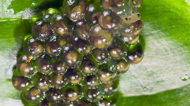 Developing eggs of the White-spotted Cochran Frog (Sachatamia albomaculata).on a leaf overhanging a shallow river. The tadpoles will fall into the water when they hatch. In lowland rainforest near Pue