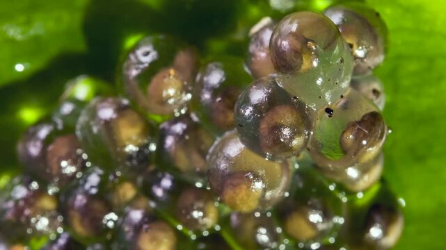 Developing eggs of the White-spotted Cochran Frog (Sachatamia albomaculata).on a leaf overhanging a shallow river. The tadpoles will fall into the water when they hatch. In lowland rainforest near Pue