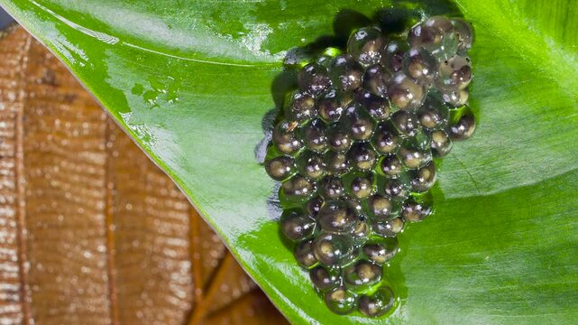 Developing eggs of the White-spotted Cochran Frog (Sachatamia albomaculata).on a leaf overhanging a shallow river. The tadpoles will fall into the water when they hatch. In lowland rainforest near Pue